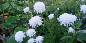 Tanacetum coccineum 'Mont Blanc' Roosa neitsikummel